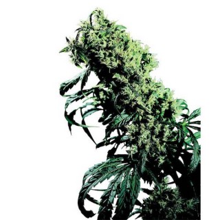 Northern Lights N5 x Haze  10 u. reg. Sensi Seeds