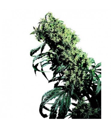 Northern Lights N5 x Haze  10 u. reg. Sensi Seeds