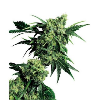 Mr. Nice G 13 X Hash Plant  10 u. reg. Sensi Seeds