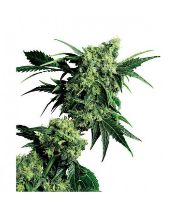 Mr. Nice G 13 X Hash Plant  10 u. reg. Sensi Seeds
