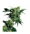 Mr. Nice G 13 X Hash Plant  10 u. reg. Sensi Seeds