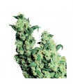 Jack Herer  10 u. reg. Sensi Seeds