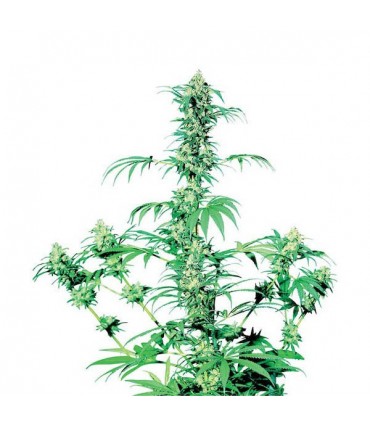 Early Girl  10 u. reg. Sensi Seeds