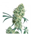 Ed Rosenthal Super Bud.  10 u. reg. Sensi Seeds