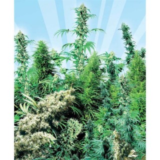 Outdoor Mix 25 u. 10 u. reg. Sensi Seeds