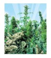 Outdoor Mix 25 u. 10 u. reg. Sensi Seeds