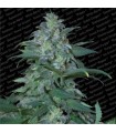 Magic Bud   10 u. reg. Paradise Seeds