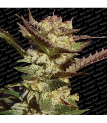 Durga Mata  10 u. reg. Paradise Seeds.