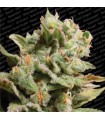 Dutch Dragon  10 u. reg. Paradise Seeds