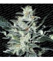 Sensi Star  10 u. reg. Paradise Seeds