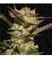 Durga Mata  5 u. reg. Paradise Seeds