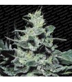 Nebula  5 u. reg. Paradise Seeds