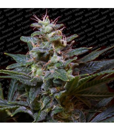 Sweet Purple  5 u. reg. Paradise Seeds