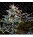 Sweet Purple  5 u. reg. Paradise Seeds