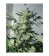 Leshaze  10 u. reg. Cannabiogen