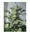 Leshaze  10 u. reg. Cannabiogen