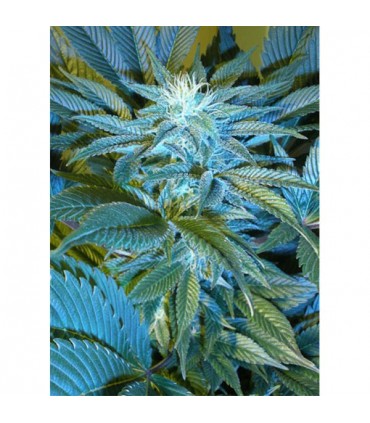 Sandstorm  10 u. reg. Cannabiogen