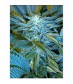 Sandstorm  10 u. reg. Cannabiogen