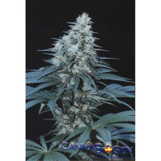 Caribe  10 u. reg. Cannabiogen