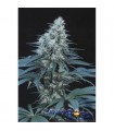 Caribe  10 u. reg. Cannabiogen