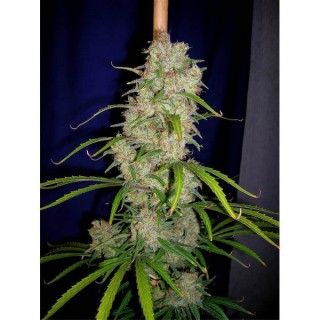 Destroyer  10 u. reg. Cannabiogen