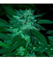 Bubba Delight  5 u. reg. (90%fem) Peyote Delights. Cannabiogen