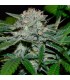 Hash Fruit  10 u. reg. (90%fem) Peyote Delights. Cannabiogen