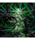 Mangobiche Kush  5 u. reg. (90%fem) Peyote Delights. Cannabiogen