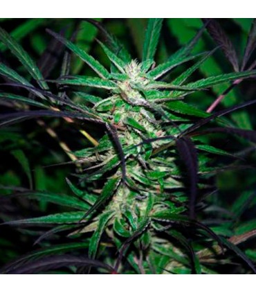 Mangobiche Kush  5 u. reg. (90%fem) Peyote Delights. Cannabiogen