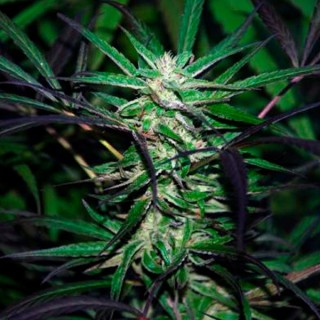 Mangobiche Kush  10 u. reg. (90%fem) Peyote Delights. Cannabiogen