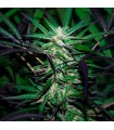 Mangobiche Kush  10 u. reg. (90%fem) Peyote Delights. Cannabiogen