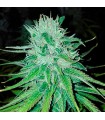 Michoacan Cream  5 u. reg. (90%fem) Peyote Delights. Cannabiogen