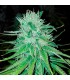 Michoacan Cream  10 u. reg. (90%fem) Peyote Delights. Cannabiogen