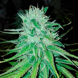Michoacan Cream  10 u. reg. (90%fem) Peyote Delights. Cannabiogen