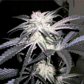 Peyote Purple  5 u. reg. (90%fem) Peyote Delights. Cannabiogen