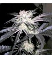 Peyote Purple  5 u. reg. (90%fem) Peyote Delights. Cannabiogen