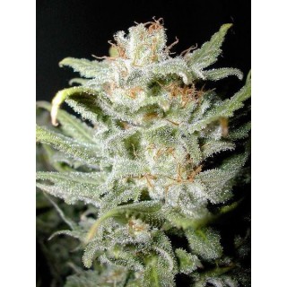 BangiHaze  10 u. reg. Cannabiogen