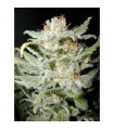 BangiHaze  10 u. reg. Cannabiogen