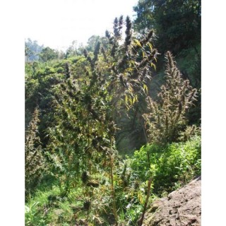 Colombia Mangobiche  10 u. reg. Cannabiogen