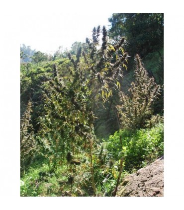 Colombia Mangobiche  10 u. reg. Cannabiogen