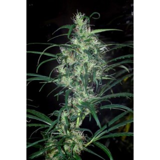 Colombia Punto Rojo  10 u. reg. Cannabiogen