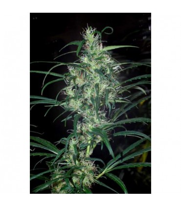 Colombia Punto Rojo  10 u. reg. Cannabiogen