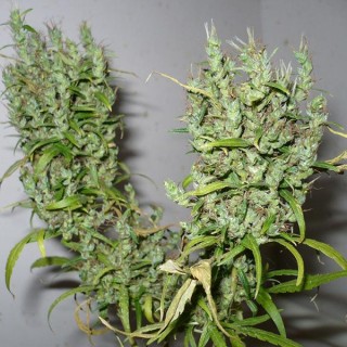 Ghana  10 u. reg. Cannabiogen