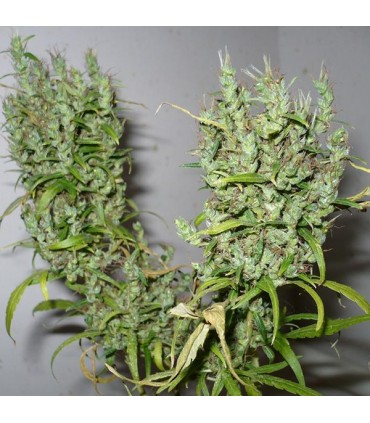 Ghana  10 u. reg. Cannabiogen