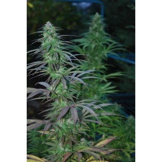 Mejico Jarrilla Sinaloa  10 u. reg. Cannabiogen