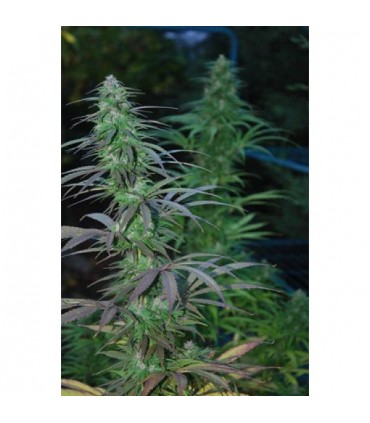 Mejico Jarrilla Sinaloa  10 u. reg. Cannabiogen