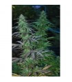 Mejico Jarrilla Sinaloa  10 u. reg. Cannabiogen