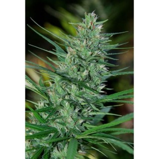 Mextiza  10 u. reg. Cannabiogen