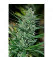 Mextiza  10 u. reg. Cannabiogen