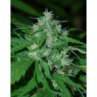 Nepal Highland  10 u. reg. Cannabiogen (Agotado en origen)
